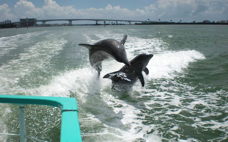 two dolphins following in the wake