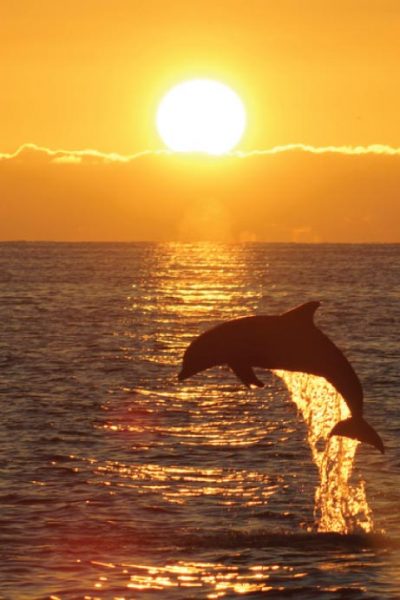 Sunset Dolphin Tour Parrotdise Express Boat Tours Florida 8807