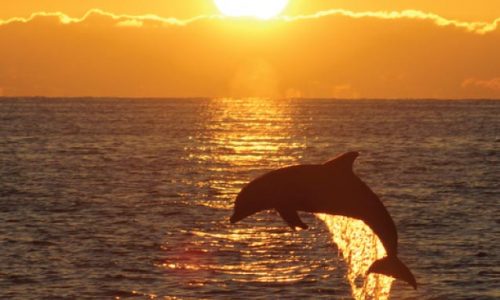 dolphin sunset
