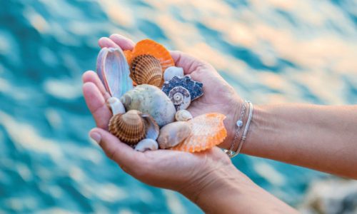 Hands holding seashells in Dunedin Florida